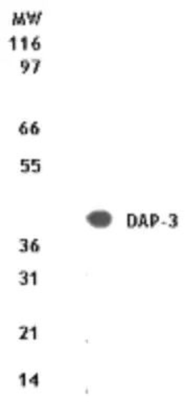 DAP3 Antibody in Western Blot (WB)