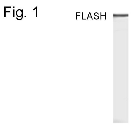 FLASH Antibody in Western Blot (WB)