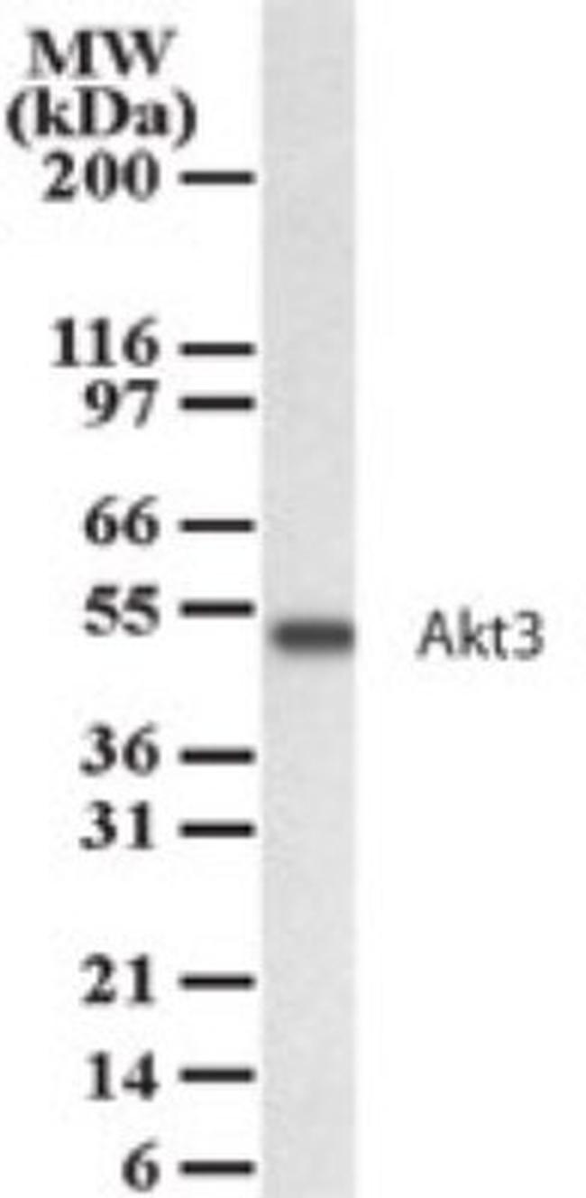 AKT3 Antibody in Western Blot (WB)