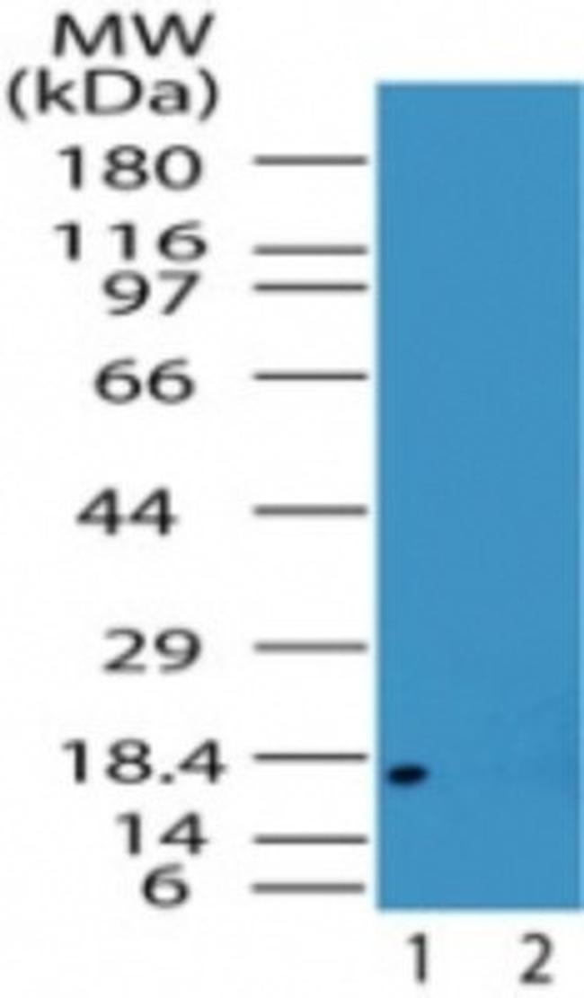 Acid Phosphatase 1 Antibody in Western Blot (WB)