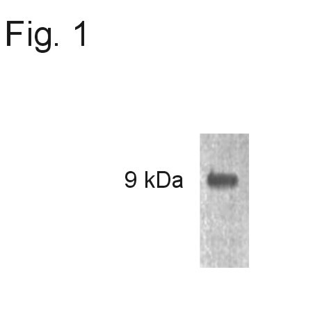 p8 Antibody in Western Blot (WB)