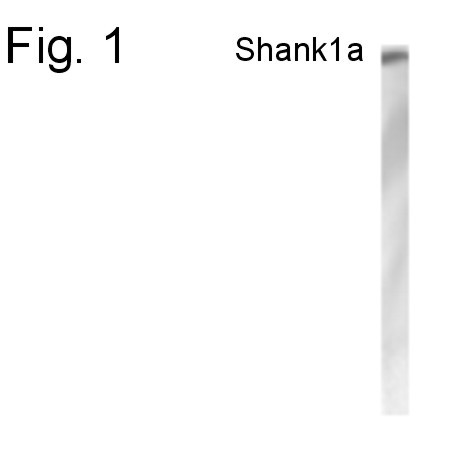 SHANK1 Antibody in Western Blot (WB)