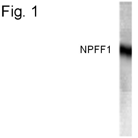 NPFF1 Antibody in Western Blot (WB)