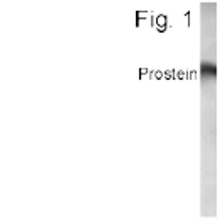 Prostein Antibody in Western Blot (WB)