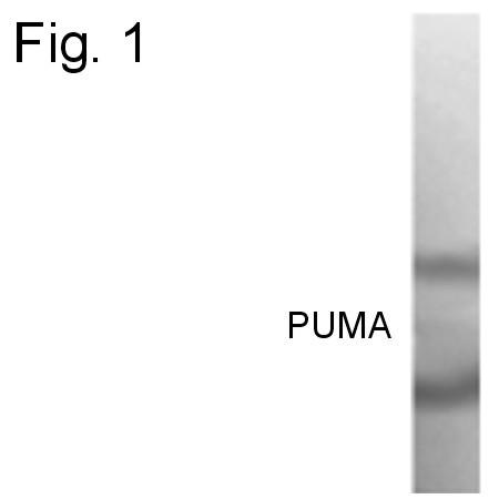 PUMA alpha Antibody in Western Blot (WB)