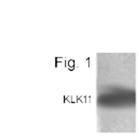 Kallikrein 11 Antibody in Western Blot (WB)