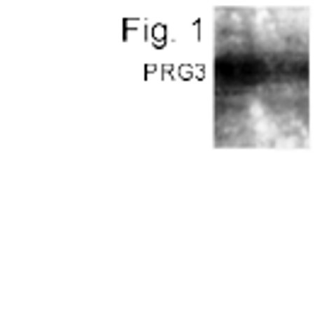 AMID Antibody in Western Blot (WB)