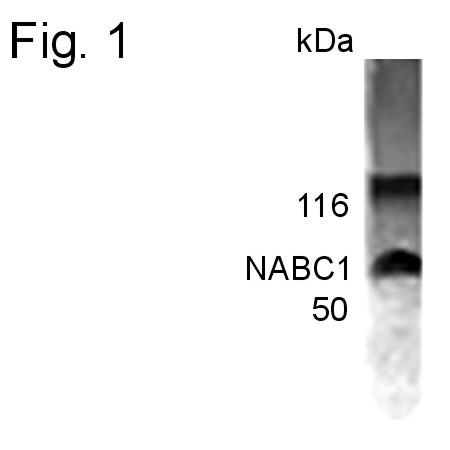 BCAS1 Antibody in Western Blot (WB)