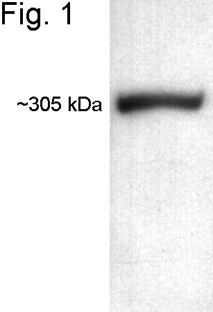 ATR Antibody in Western Blot (WB)