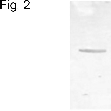 alpha-2c Adrenergic Receptor Antibody in Western Blot (WB)