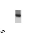 Parkin Antibody in Western Blot (WB)