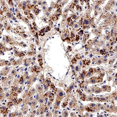 AHR Antibody in Immunohistochemistry (Paraffin) (IHC (P))