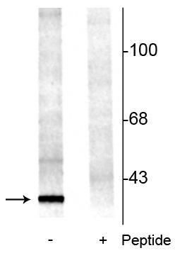 Phospho-14-3-3 beta (Ser58) Antibody in Western Blot (WB)