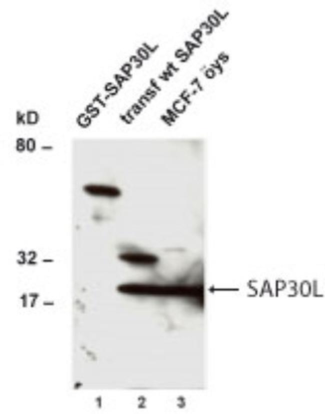 SAP30L Antibody in Western Blot (WB)