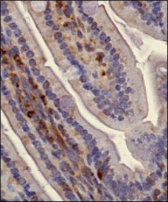 SLIRP Antibody in Immunohistochemistry (Paraffin) (IHC (P))