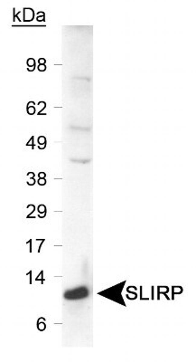 SLIRP Antibody in Western Blot (WB)