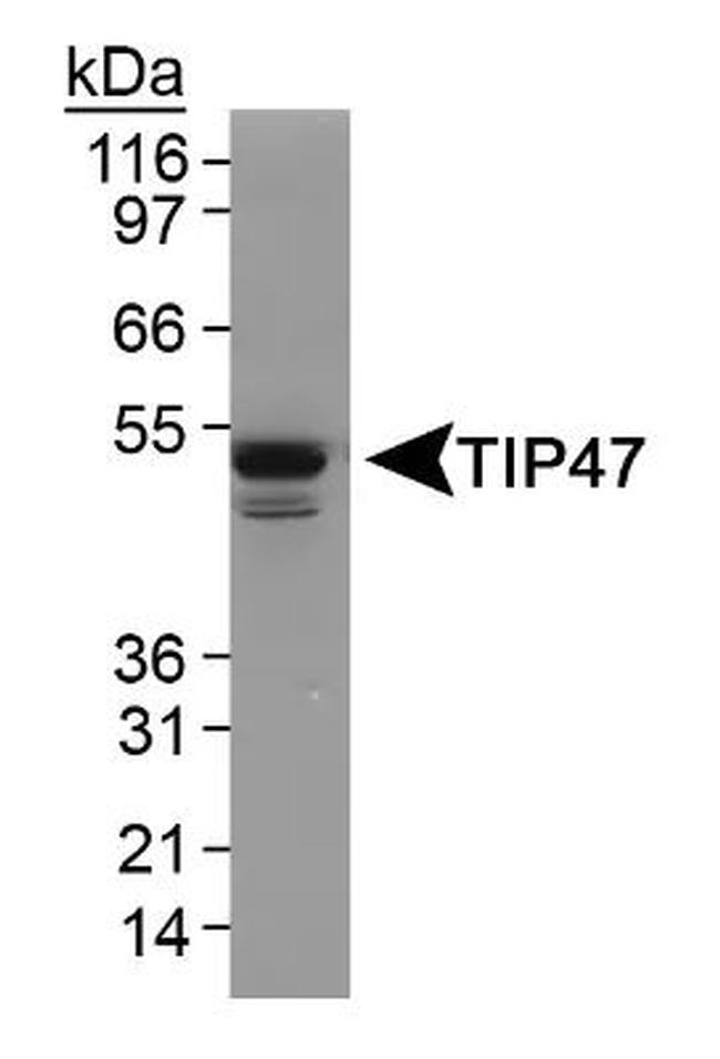 TIP47 Antibody in Western Blot (WB)