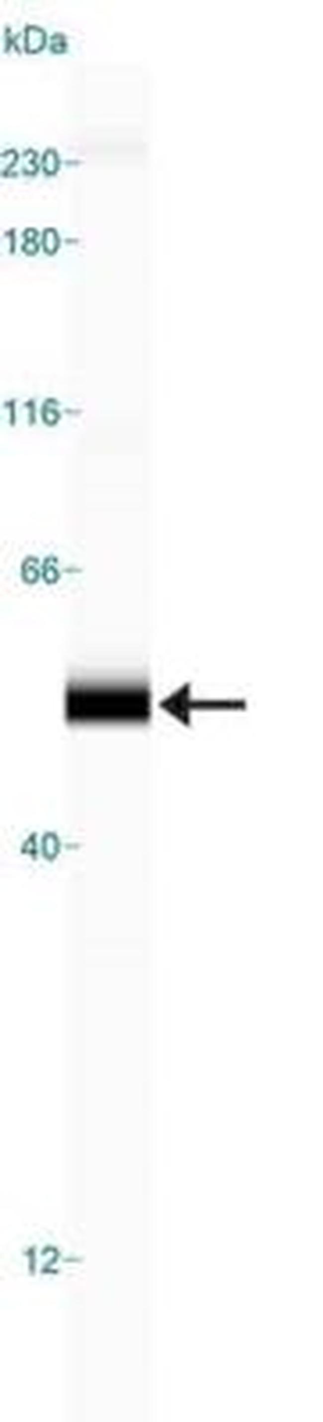 TIP47 Antibody in Western Blot (WB)