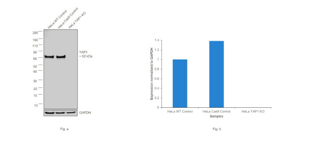 YAP1 Antibody