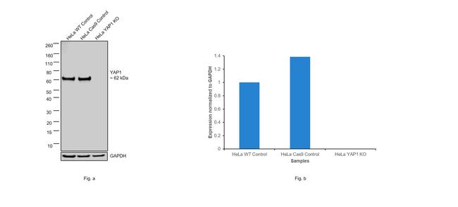 YAP1 Antibody in Western Blot (WB)