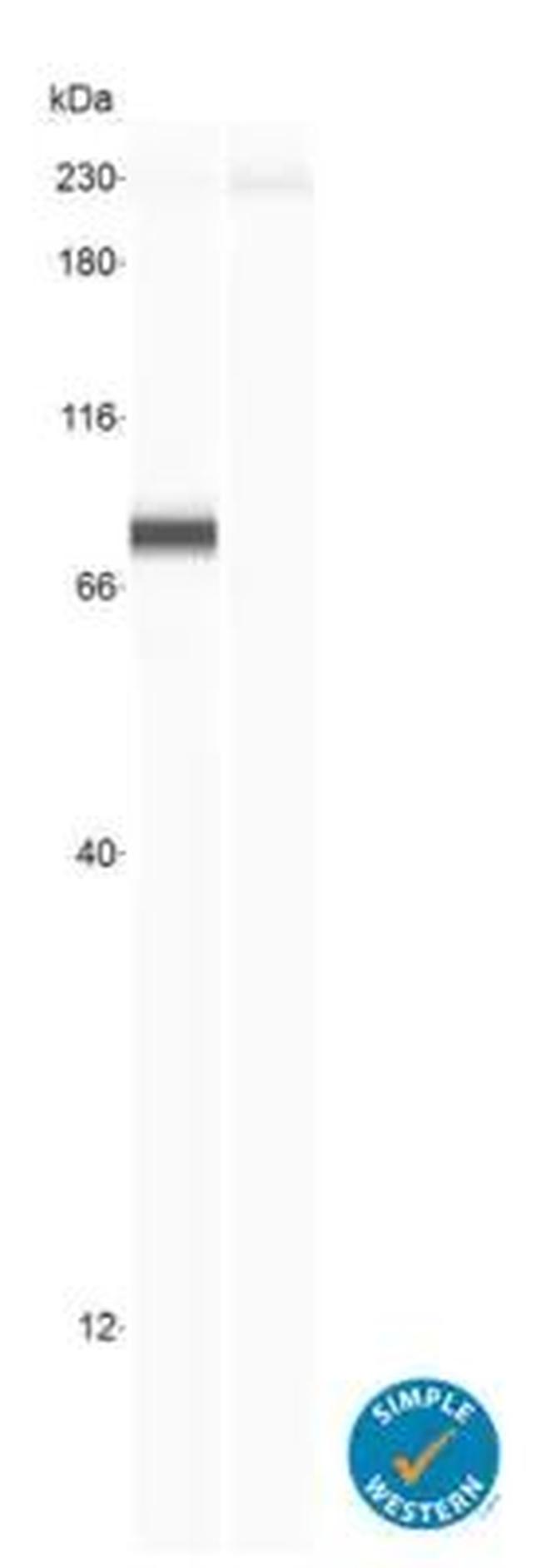 YAP1 Antibody in Western Blot (WB)