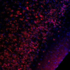 Phospho-CREB (Ser133) Antibody in Immunohistochemistry (IHC)