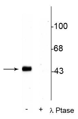 Phospho-CREB (Ser133) Antibody in Western Blot (WB)