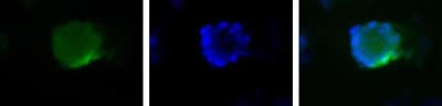 WWTR1 Antibody in Immunocytochemistry (ICC/IF)