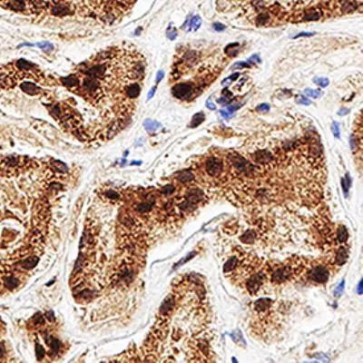 WWTR1 Antibody in Immunohistochemistry (Paraffin) (IHC (P))