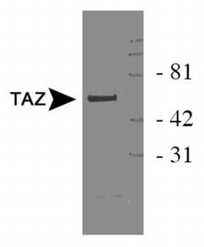 WWTR1 Antibody in Western Blot (WB)