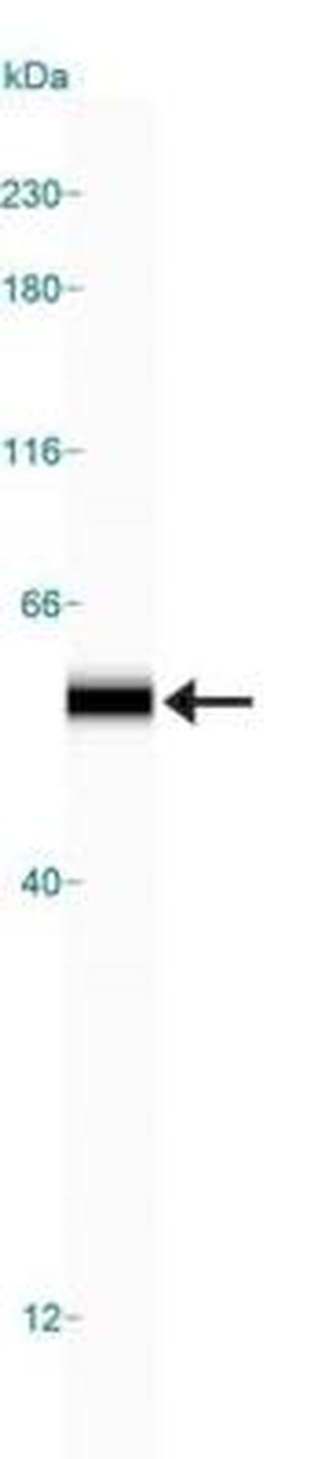 WWTR1 Antibody in Western Blot (WB)