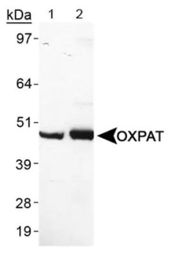 OXPAT Antibody in Western Blot (WB)