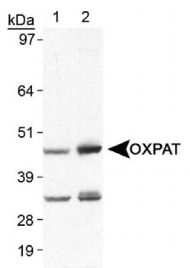 OXPAT Antibody in Western Blot (WB)