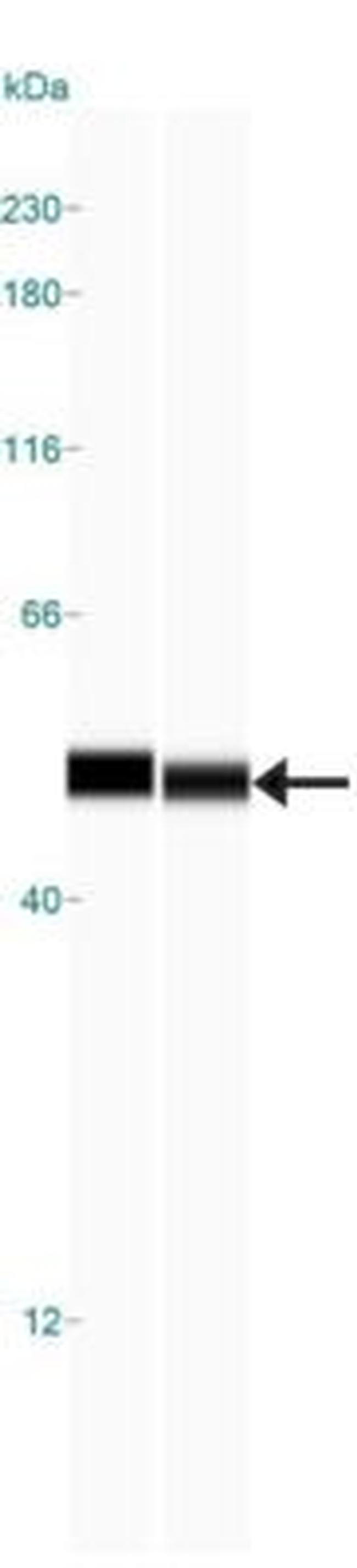 OXPAT Antibody in Western Blot (WB)