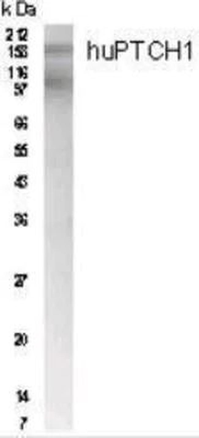 PTCH Antibody in Western Blot (WB)