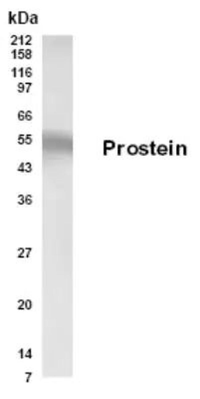 Prostein Antibody in Western Blot (WB)