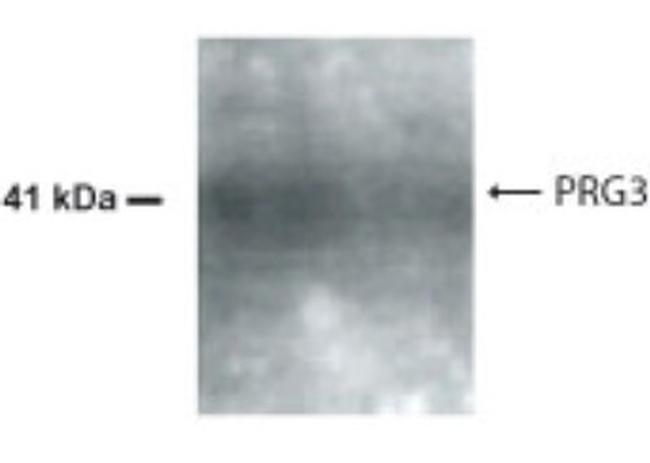 AMID Antibody in Western Blot (WB)