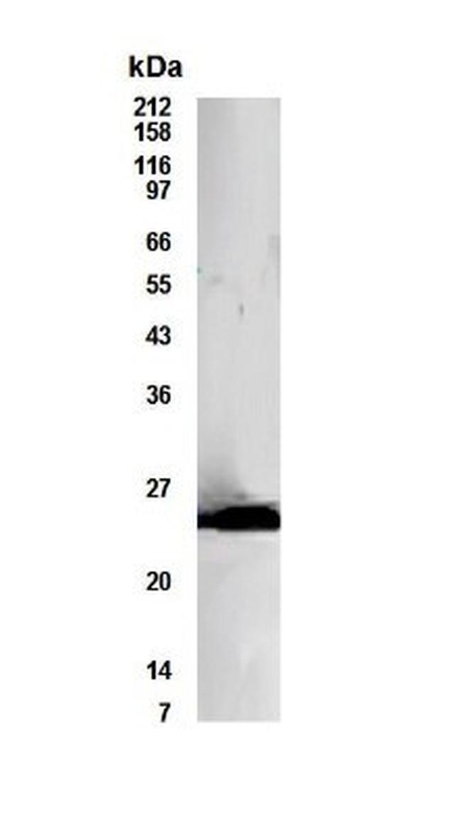 Bcl-10 Antibody in Western Blot (WB)