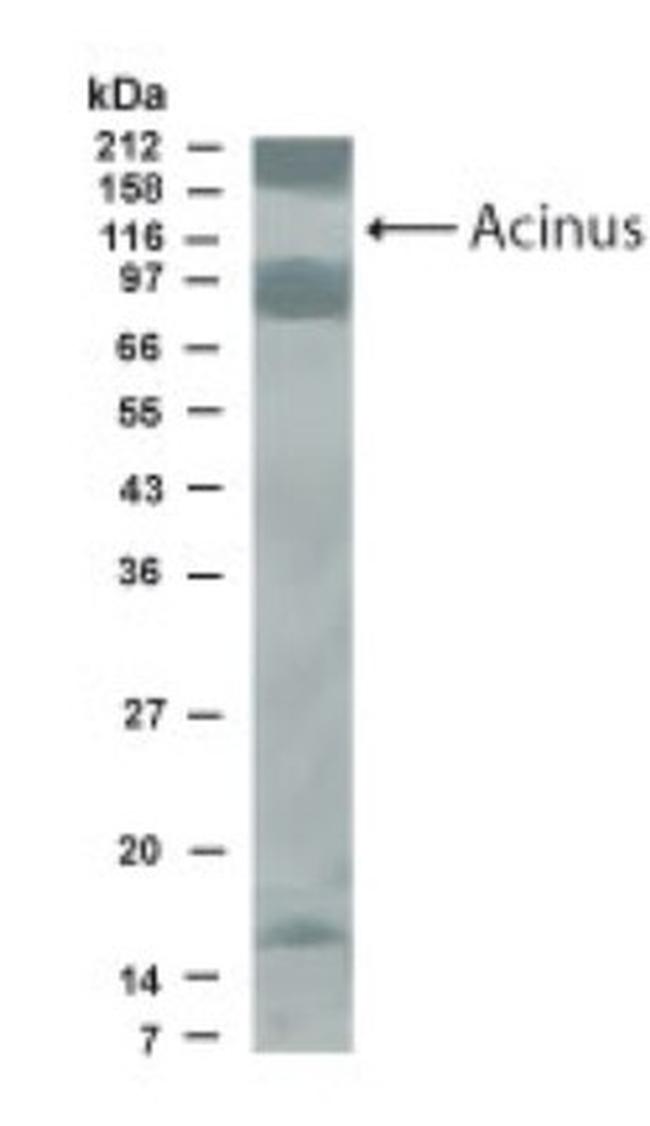 Acinus Antibody in Western Blot (WB)