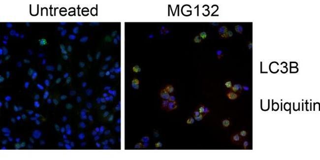 LC3B Antibody