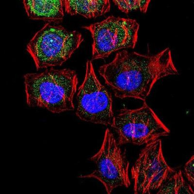 LC3B Antibody in Immunocytochemistry (ICC/IF)