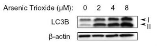 LC3B Antibody in Western Blot (WB)