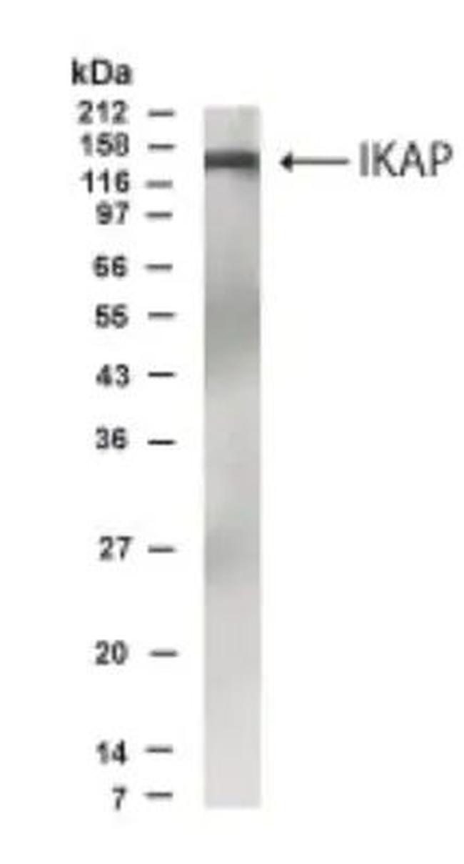 IKAP Antibody in Western Blot (WB)