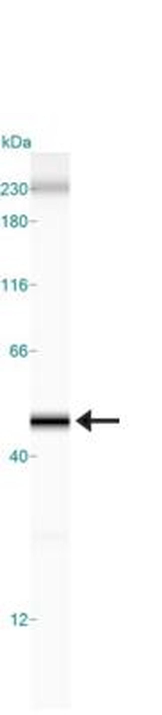 beta Actin Antibody in Western Blot (WB)