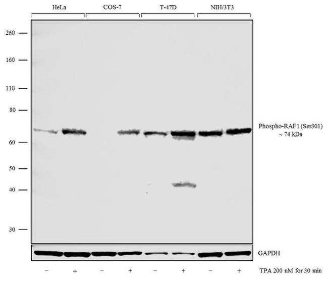 Phospho-c-Raf (Ser301) Antibody in Western Blot (WB)