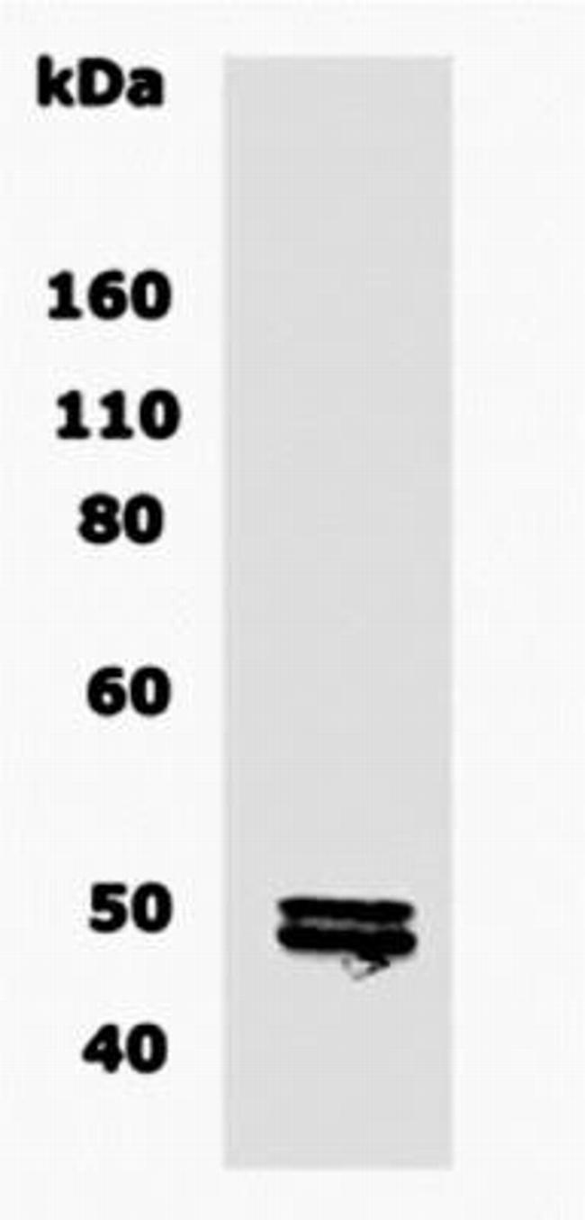 CNPase Antibody in Western Blot (WB)