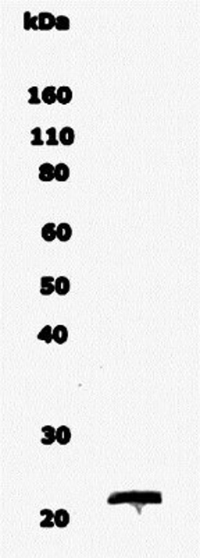 MBP Antibody in Western Blot (WB)