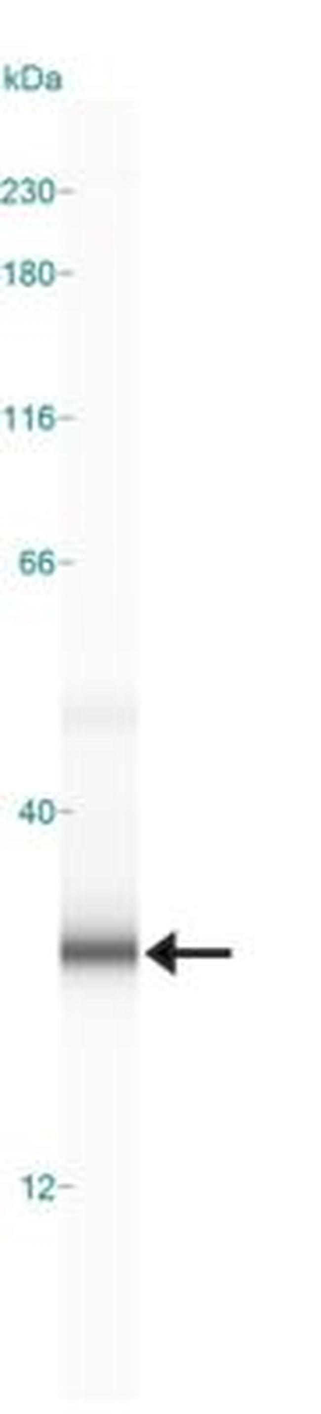 MBP Antibody in Western Blot (WB)