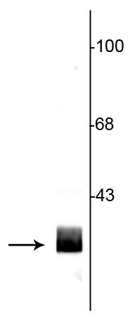 14-3-3 beta Antibody in Western Blot (WB)