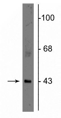 Connexin 43 Antibody in Western Blot (WB)